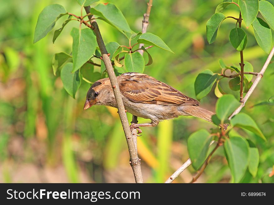 Close up of sparrow sitting on the branch