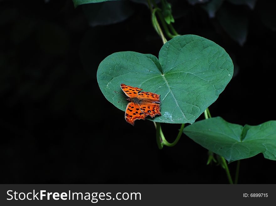 Butterfly on the leaf with dark background.