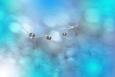 Colorful Artistic Blue Background.Conceptual Abstract Image.Beautiful Nature.Extreme Close Up Macro Photography.Dandelion.Fresh. Stock Images