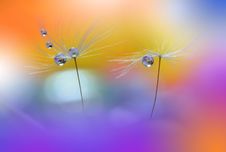 Amazing Colorful Wallpaper.Orange And Yellow Colors.Floral Art.Beautiful Nature Background.Dandelion,abstract,art. Stock Photography