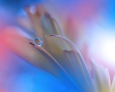 Incredibly Beautiful Nature.Fantasy Art.Creative Wallpaper.Web Banner.Garden,drops,abstract.Macro Photography. Royalty Free Stock Photo Incredibly Beautiful Nature.Fantasy Art.Creative Wallpaper.Web Banner.Garden,drops,abstract.Macro Photography. Royalty Free Stock Photo