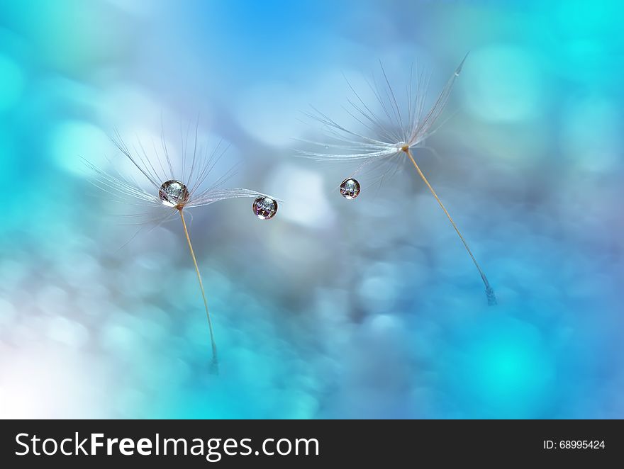 Colorful Artistic Blue Background.Conceptual abstract image.Beautiful Nature.Extreme close up macro photography.Dandelion.Fresh.