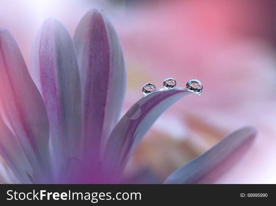 Beautiful macro shot of magic flowers.Extreme close up macro photography.Purple Background.Beautiful Nature.Colorful,colors,flower