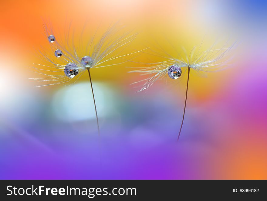 Abstract macro photo with dandelion and water drops.Artistic Background for desktop. Flowers made with pastel tones.Tranquil abstract closeup art photography.Print for Wallpaper.Floral fantasy design. Abstract macro photo with dandelion and water drops.Artistic Background for desktop. Flowers made with pastel tones.Tranquil abstract closeup art photography.Print for Wallpaper.Floral fantasy design.