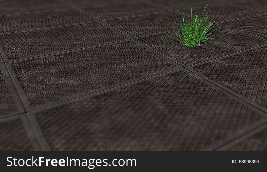 Area, paved with slabs, through one of them sprouted grass. Area, paved with slabs, through one of them sprouted grass