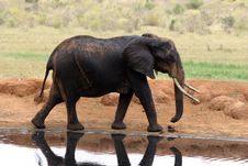 Elephant At Waterhole Royalty Free Stock Image Elephant At Waterhole Royalty Free Stock Image