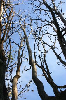 Dead Trees In The Sky Stock Photography Dead Trees In The Sky Stock Photography