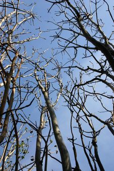 Dead Trees In The Sky Stock Photography Dead Trees In The Sky Stock Photography