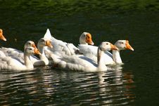 Geese In A Pond Stock Photo Geese In A Pond Stock Photo