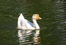 A Lone Goose Stock Photography