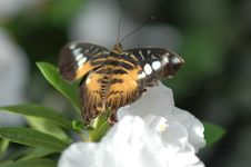 Clipper (parthenos Sylvia) On White Flower Royalty Free Stock Image Clipper (parthenos Sylvia) On White Flower Royalty Free Stock Image