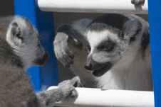 Talking Lemurs Stock Photo Talking Lemurs Stock Photo