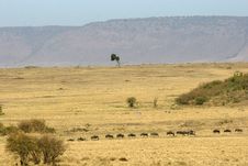 Wildebeest Stock Image