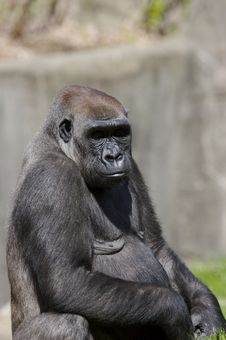 Gorilla Stock Image