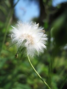 Dandelion Seed Head Stock Photos Dandelion Seed Head Stock Photos