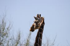 Giraffe Royalty Free Stock Photography Giraffe Royalty Free Stock Photography
