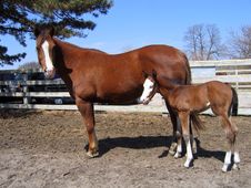 Paint Mare And Her Foal Royalty Free Stock Photography Paint Mare And Her Foal Royalty Free Stock Photography