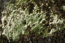 Seaweed On Rock Royalty Free Stock Photo Seaweed On Rock Royalty Free Stock Photo