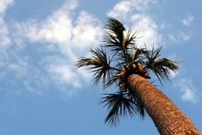 Palm Tree Royalty Free Stock Photos Palm Tree Royalty Free Stock Photos