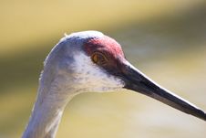 Sandhill Crane Stock Photo Sandhill Crane Stock Photo