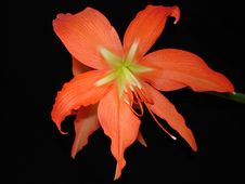 Red Amaryllis Flower Royalty Free Stock Photography