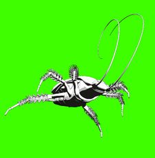 Cockroach 3 Royalty Free Stock Image Cockroach 3 Royalty Free Stock Image
