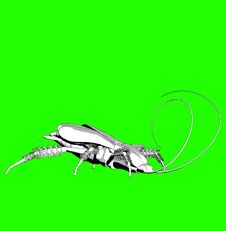 Cockroach Stock Image Cockroach Stock Image