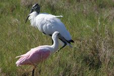 Roseate Spoonbill & Wood Stork Stock Photography Roseate Spoonbill & Wood Stork Stock Photography