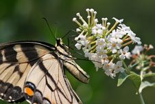 Swallowtail Butterfly Stock Photography