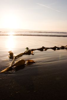 Seaweed On Beach Stock Photos Seaweed On Beach Stock Photos