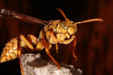 Hornet Side Stock Photography