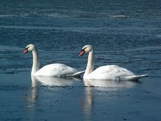 Two Swans Royalty Free Stock Photo