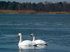 Two Swans Royalty Free Stock Photography