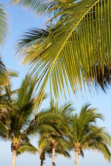 Palms Royalty Free Stock Photos Palms Royalty Free Stock Photos