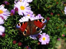 Peacock Butterfly Stock Image