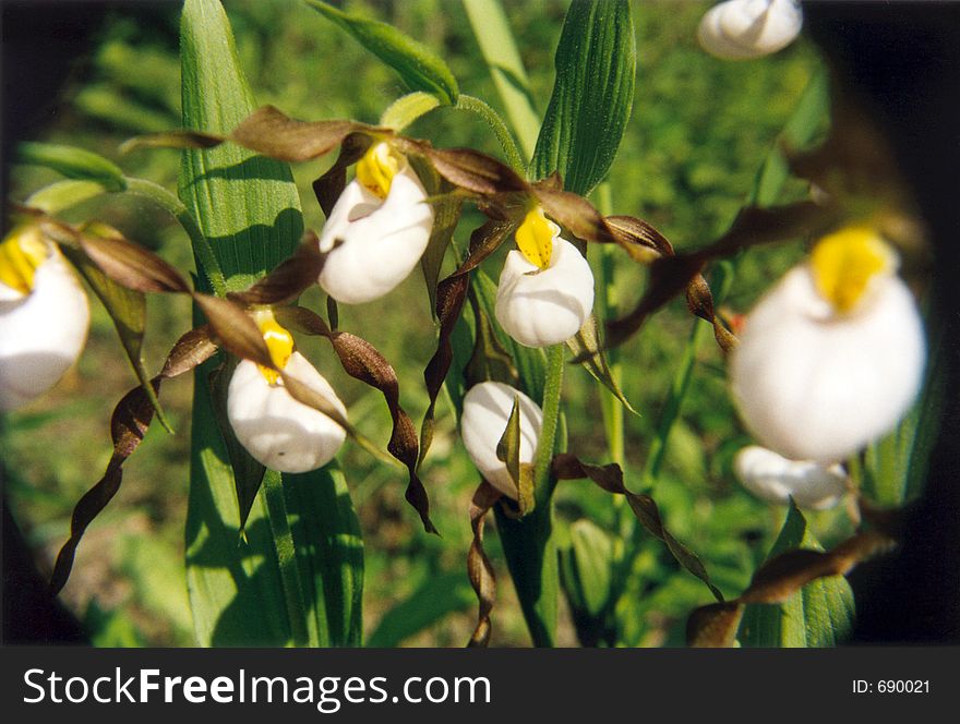 A patch of rare white ladyslippers.