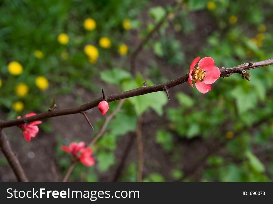 Red spring flowers - natural ikebana