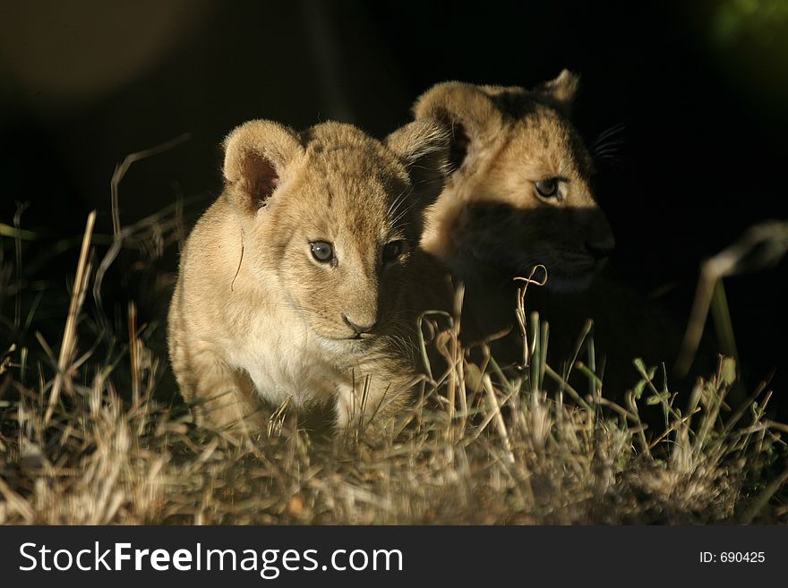 Lion Cubs