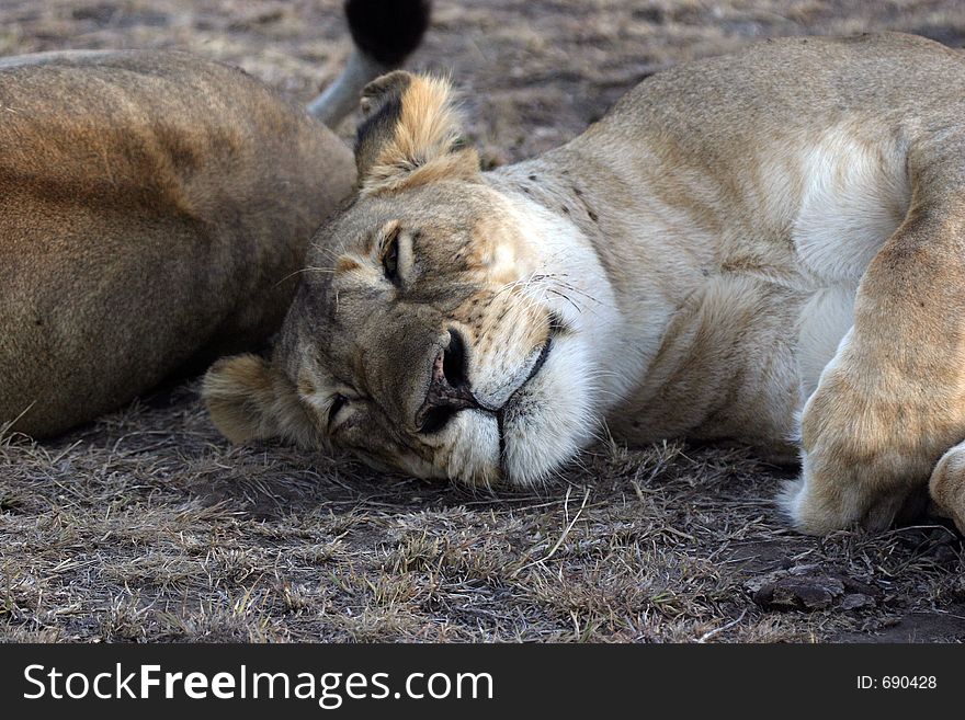 Portrait of lioness sleeping