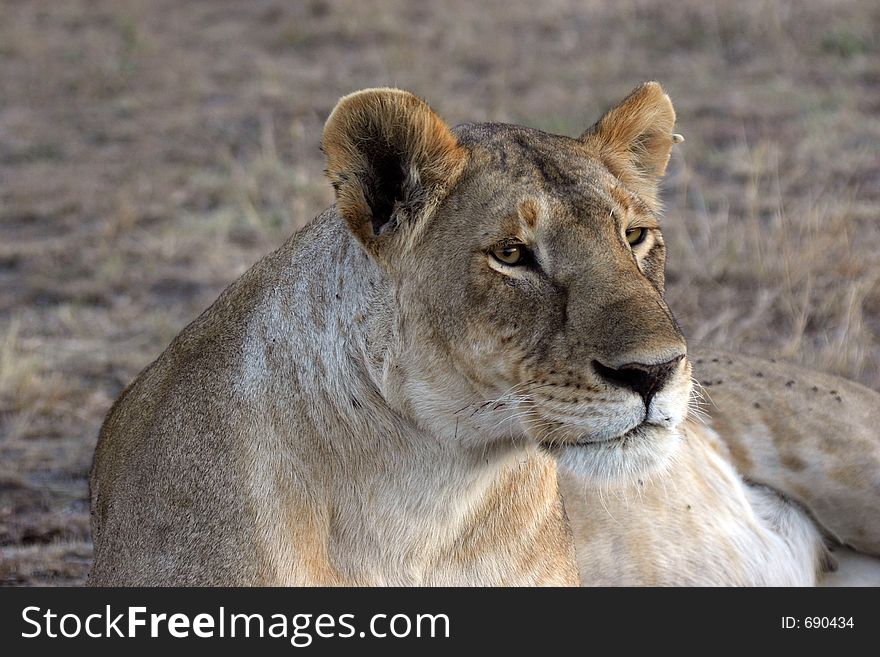 Portrait of lioness