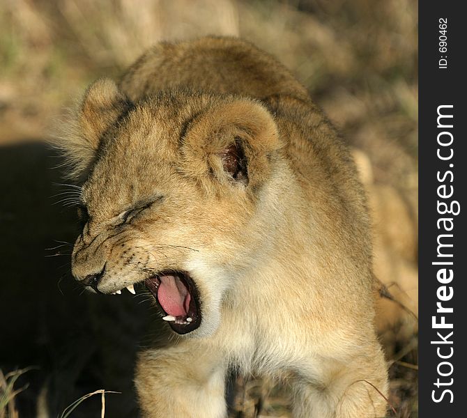 Lion cub jawning