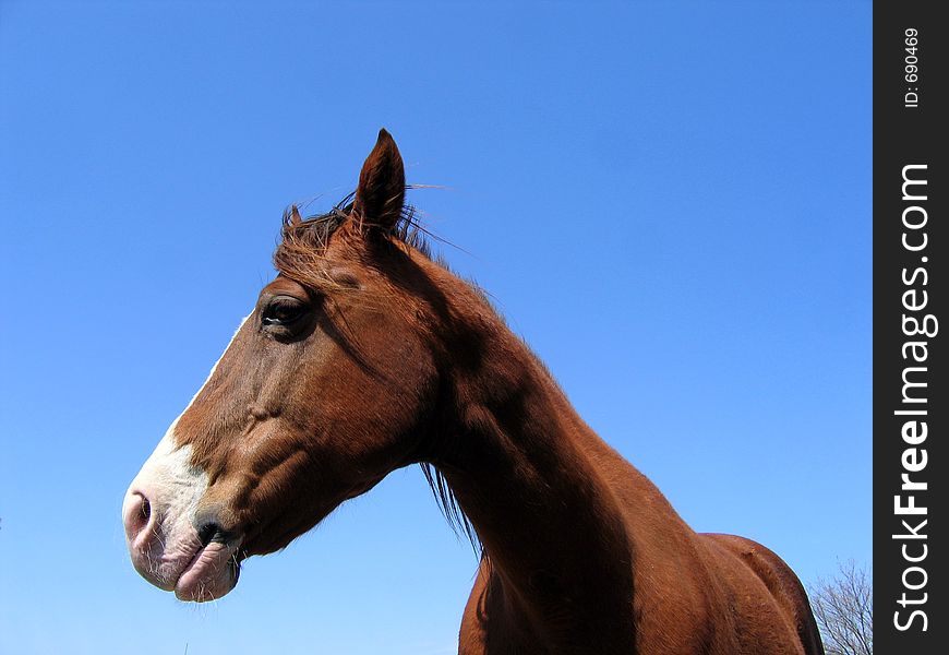 Sorrel Paint mare headshot against the blue sky