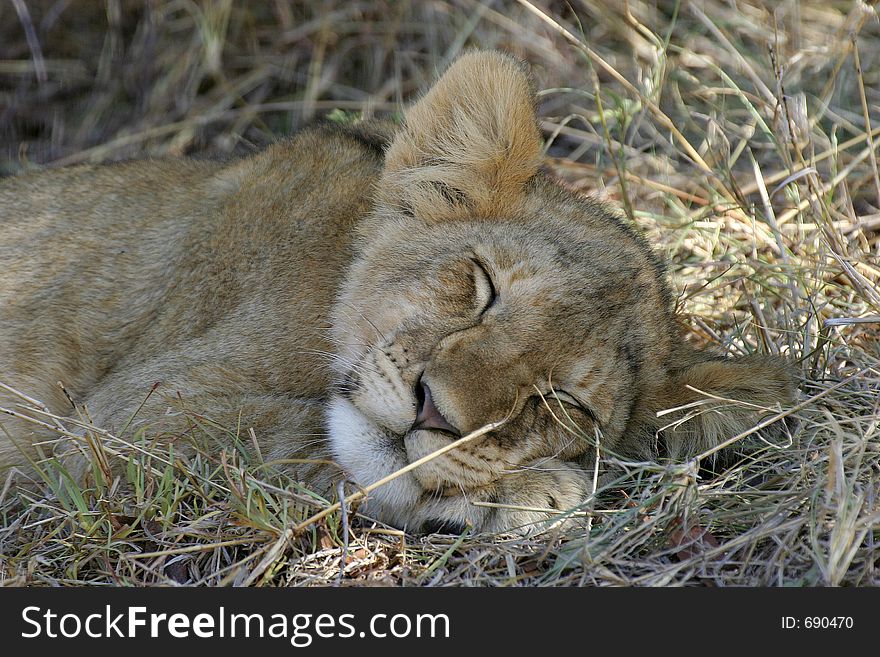 Portrait of lion cub sleeping