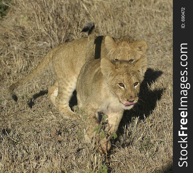 Two lion cubs chasing each other