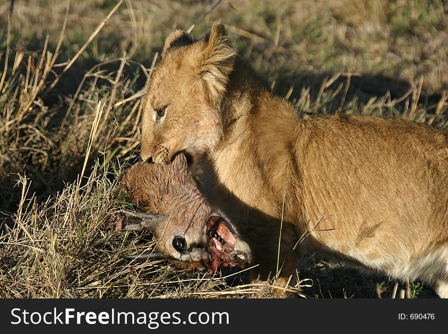 Lion cub with prey