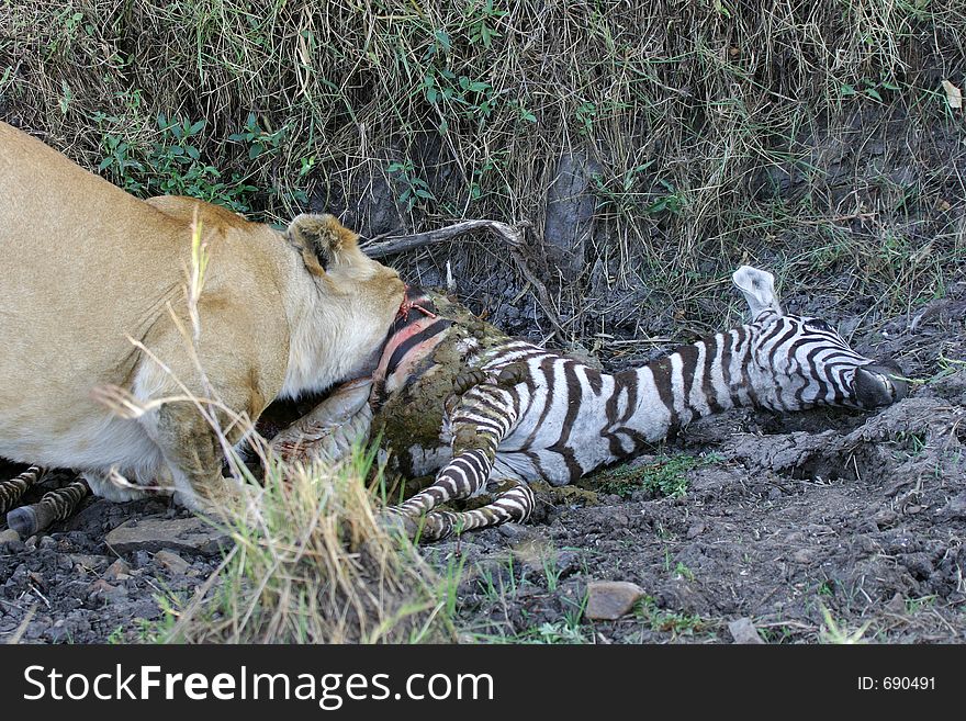 Lion at Kill