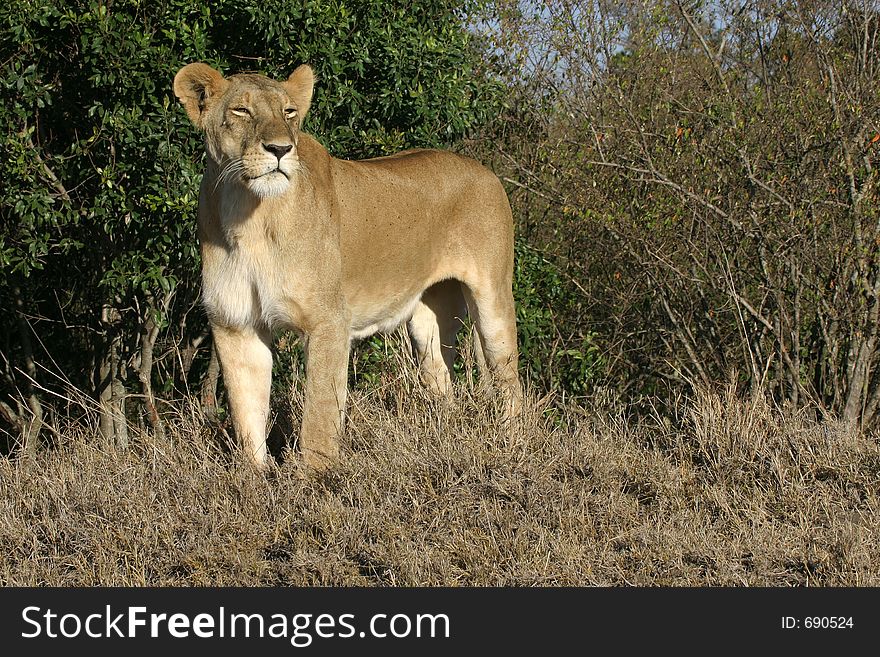 Lioness portrait