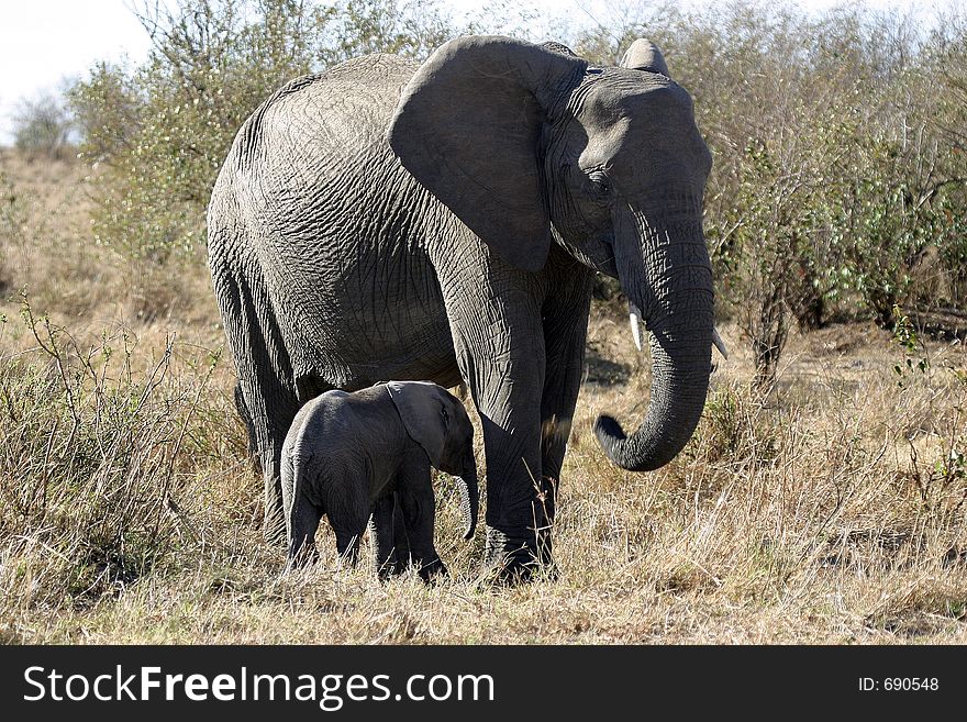 Elephant mother and baby. Elephant mother and baby