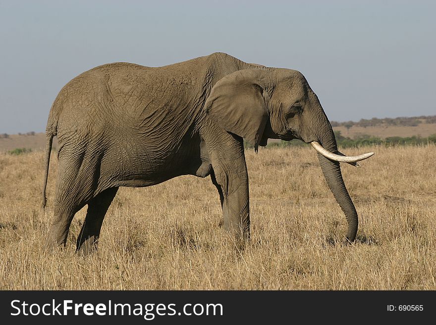 Portrait of african elephant