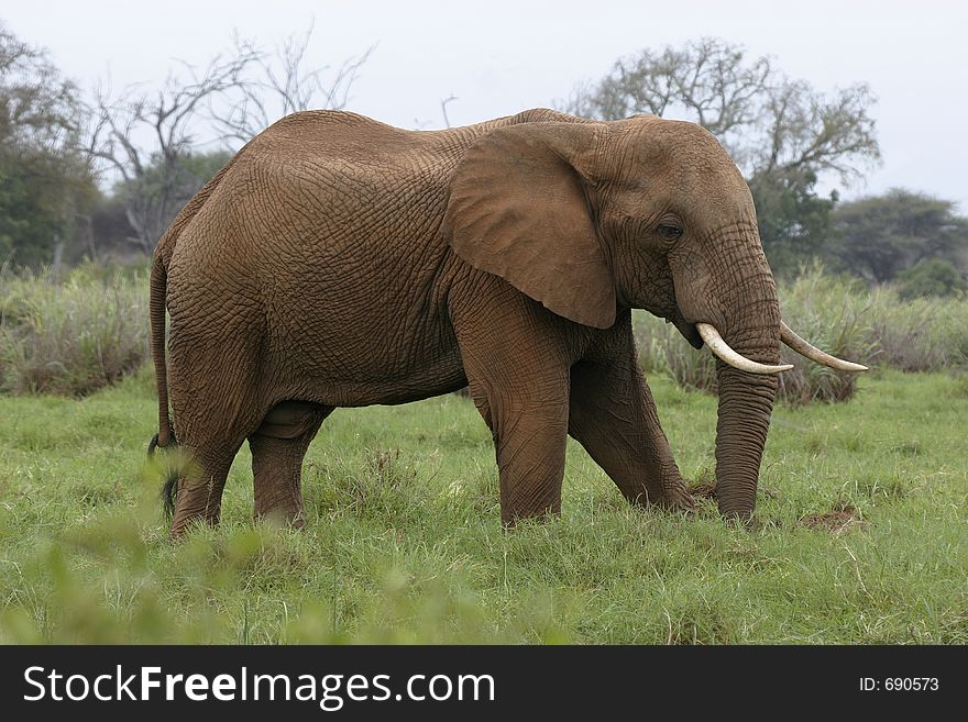 African elephant covered in red dust